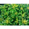 YILDIZ CALISI(Pittosporum 20-25 cm (10 adet)