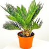 Saksıda Yalancı Sagu Palmiyesi (Sikas-Cycas) (10 yaşında)