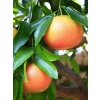 Kan Greyfurt Fidanı( Citrus paradisi)80-100 cm
