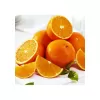 Portakal Fidanı VALENCİA Citrus sinensis Valencia, +120 cm, Tüplü