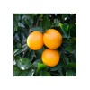 Portakal Fidanı VALENCİA Citrus sinensis Valencia, +120 cm, Tüplü