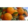 Mandalina Fidanı  (Kıbrıs Mandalinası) Citrus reticulata Ortanique, 60-80 cm, Tüplü