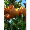Mandalina Fidanı Ortanik Mandalina (Kıbrıs Mandalinası) Citrus reticulata Ortanique, 60-80 cm, Tüplü 3 yaş