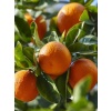 Mandalina Fidanı Citrus reticulata Nova, +120 cm, +3 Yaş, Tüplü