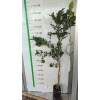 Mandalina Fidanı Citrus reticulata Nova, +120 cm, +3 Yaş, Tüplü