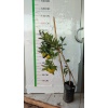 Mandalina Fidanı Satsuma (Rize) Citrus unshiu, +120 cm, 3 - 4 Yaş, tüplü