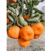 Mandalina Fidanı Satsuma (Rize) Citrus unshiu, +120 cm, 3 - 4 Yaş, tüplü
