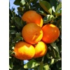 Mandalina Fidanı Bodrum Citrus reticulata, +120 cm, +4 Yaş, tüplü