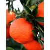 Mandalina Fidanı Citrus reticulata King, +120 cm, 4 Yaş, Tüplü