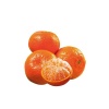 Mandalina Fidanı Citrus reticulata King, +120 cm, 4 Yaş, Tüplü