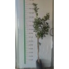 Mandalina Fidanı Bodur Klemantin Citrus Kumquat Hindsii Oksana, Saksıda