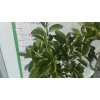 Mandalina Fidanı Bodur Klemantin Citrus Kumquat Hindsii Oksana, Saksıda