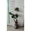 Deve Tabanı Çiçeği (Monstera Deliciosa)