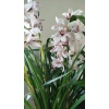 cymbidium orkide beyaz renk