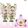 mor beyaz dendrobium nobile pambu orkide