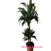 Dracaena Compacta 130-140 cm