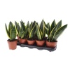 Paşa Kılıcı Sansevieria / Sansev Futura Superb / van der Ende Flowers