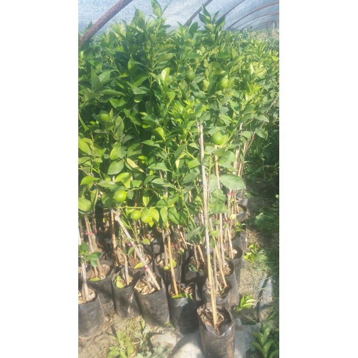 Limon Fidanı Mayer Citrus × Meyeri, +3 Yaş, +120 cm, Tüplü