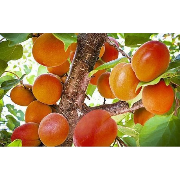 Tüplü Fidan Alkayısı (Alyanak) Kayısı Fidanı