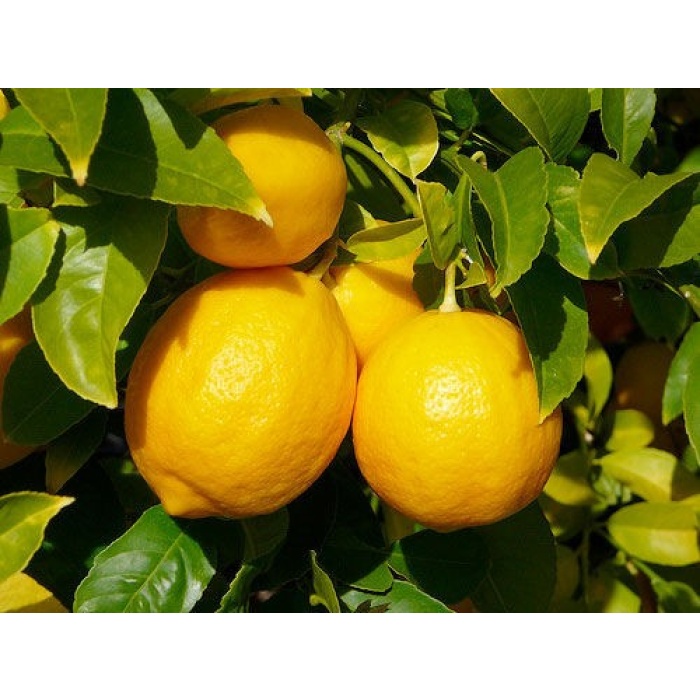 3 YAŞLI ŞEKER TATLI Limon Fidanı