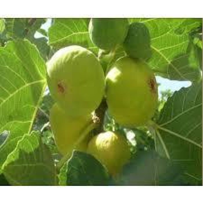 Tüplü Fidan Beyaz Lob İncir Fidanı