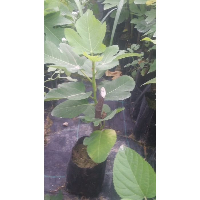 Tüplü Fidan Beyaz Lob İncir Fidanı