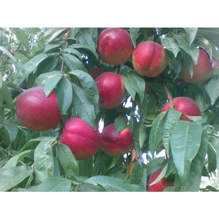 Tüplü Fidan Sweet Lady Nektarin Fidan