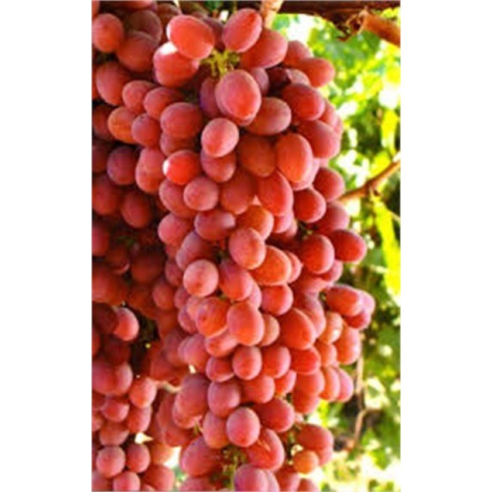 Tüplü Fidan Crimson Seedles Üzüm Fidanı