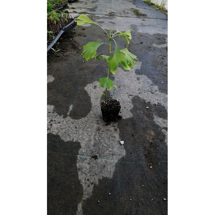 Tüplü Ginkgo Biloba Mabet Ağacı Fidanı