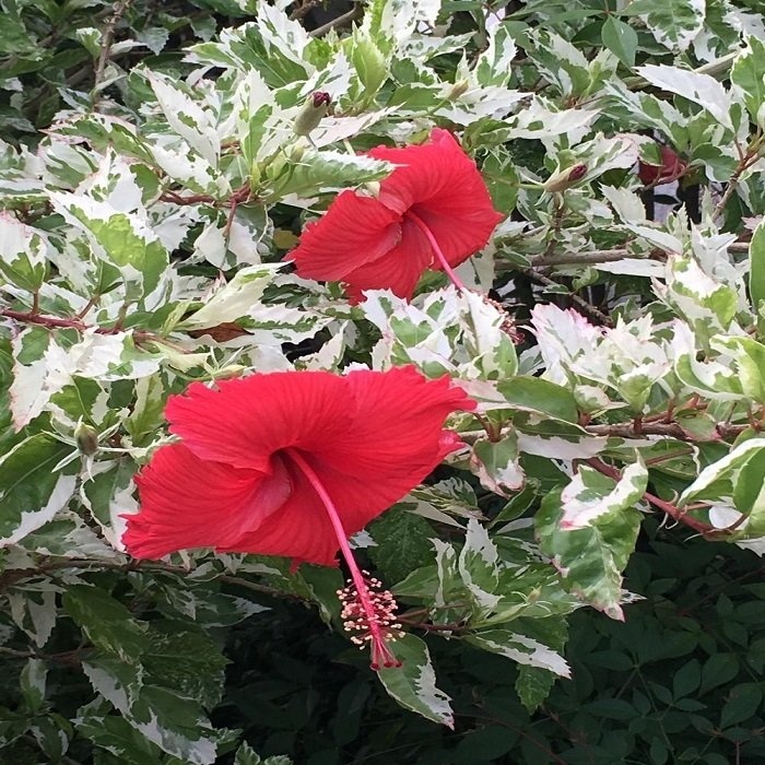 2 adet Alacalı Japon Gülü Çiçeği Kırmızı Hibiscus 40 cm