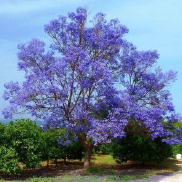 Tüplü Mor Çiçekli Jakaranda Ağacı Fidanı(2m ile 3m )