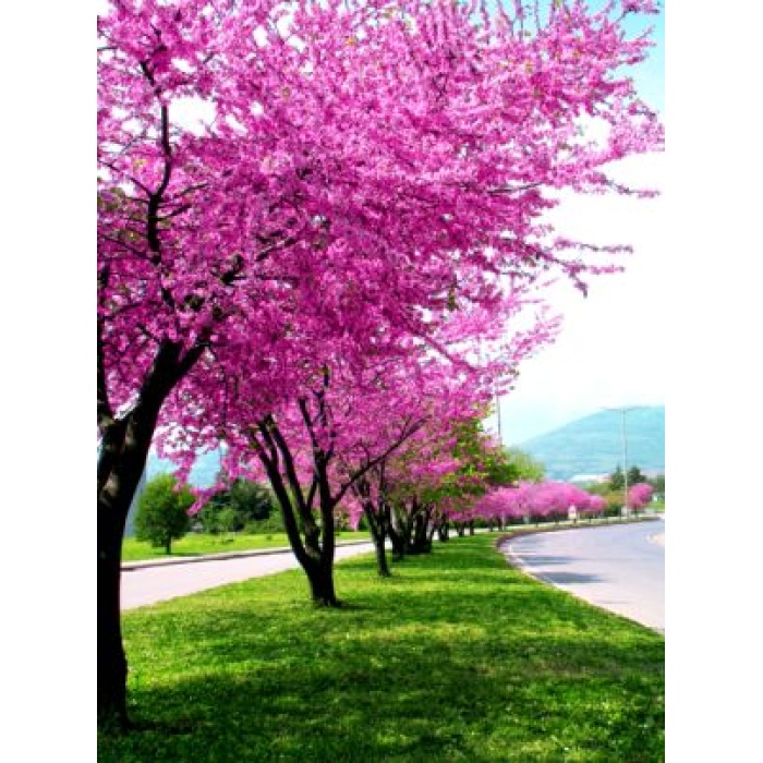 Tüplü Erguvan Fidanı (30-60 cm)