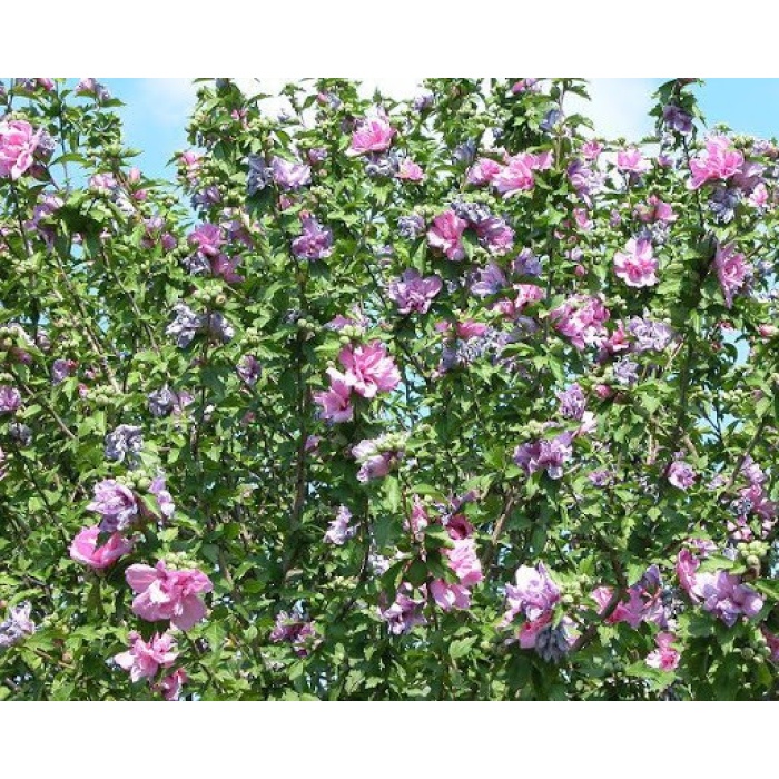 Saksılı Pembe-Mor Çiçekli Ağaç Hatmi Ağacı-(1M)