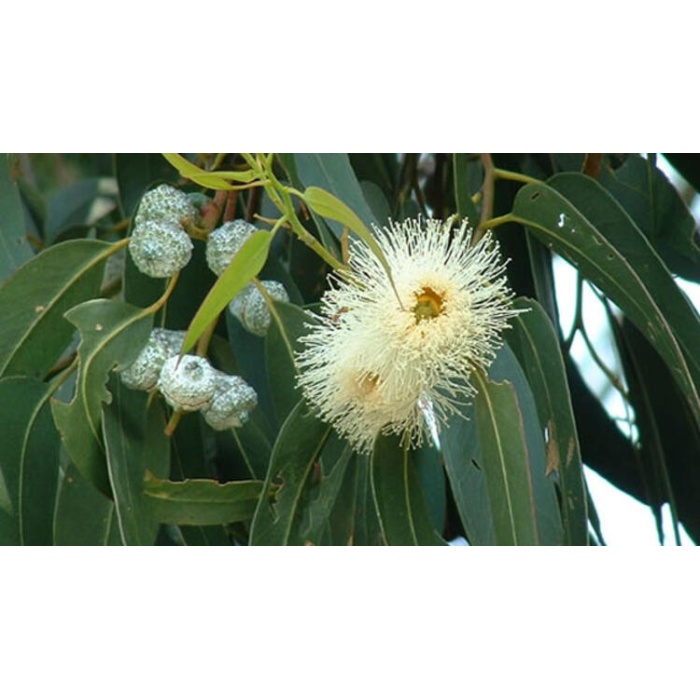 2 adet Tüplü Hızlı Büyüyen Okaliptus Ağacı Fidanı(bataklık kurutan)