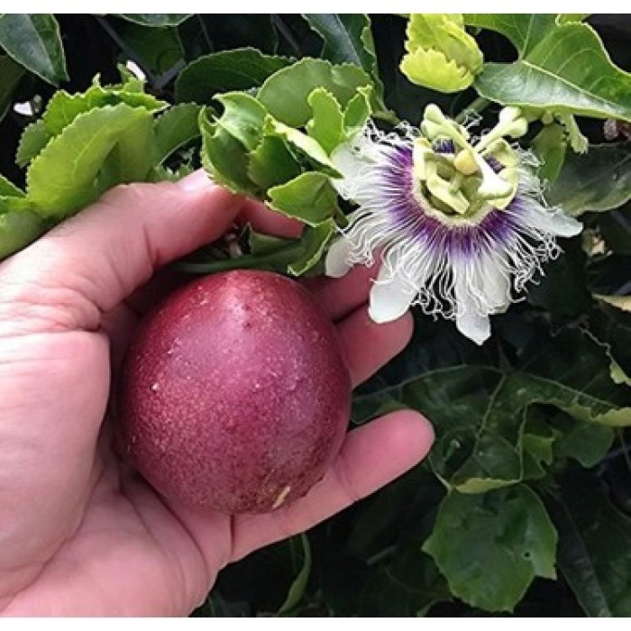 100 adet Tüplü Mavi Çiçekli Kokulu Passiflora Ağacı Fidanı