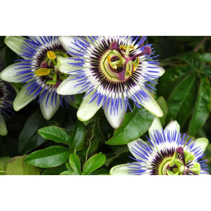 10 adet Tüplü Mavi Çiçekli Kokulu Passiflora Ağacı Fidanı