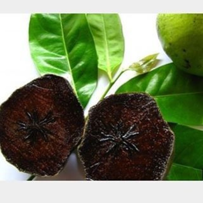 Black Sapote Çikolata Meyvesi, 20-40 cm, Tüplü