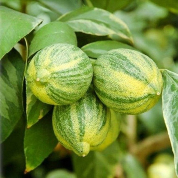 Tüplü Ender Bulunan Beyaz Yapraklı ALACALI Süs Limonu Fidanı (Boy 1m ila 120 cm)