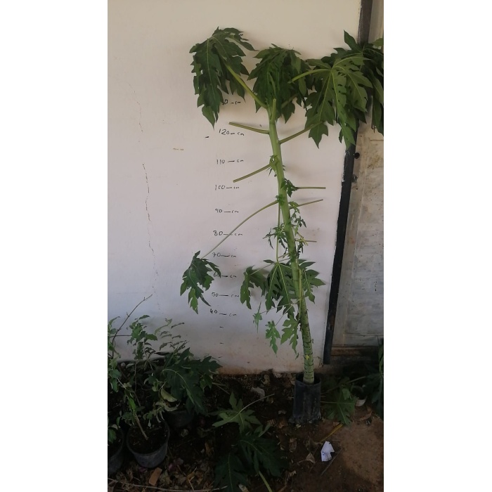 Meyve verme durumunda Papaya meyvesi fidan(boy 150cm ile 200cm)