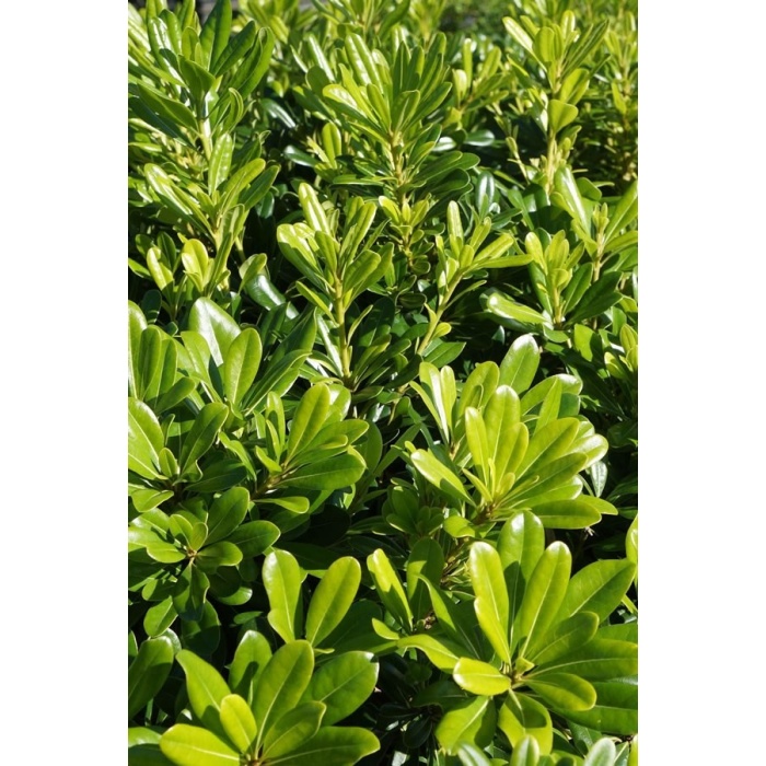 YILDIZ CALISI(Pittosporum 20-25 cm (10 adet)