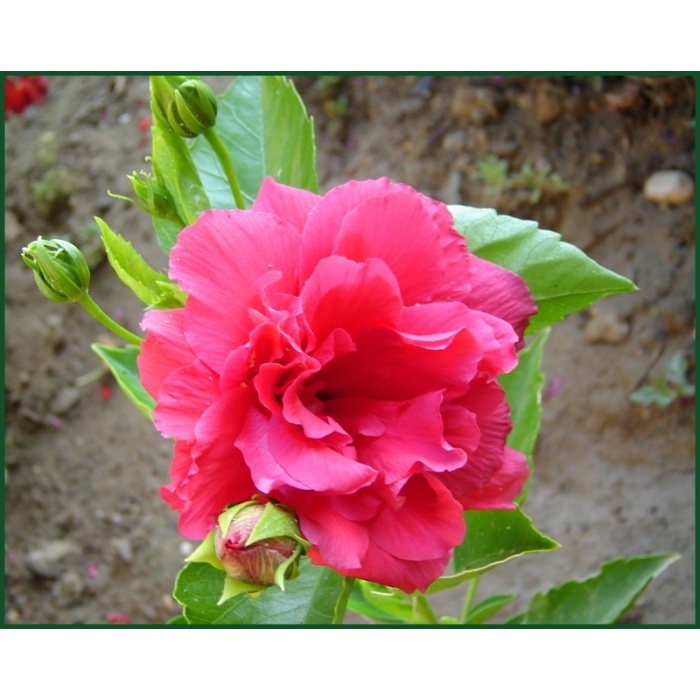 Katmerli Japon Gülü Fidanı, Pembe, Saksılı(boy 70cm ile 1m)