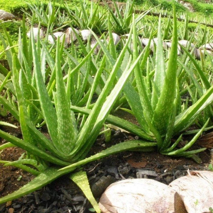 Tüplü Aromatik Aloe Vera(Sarı Sabır) Fidanı