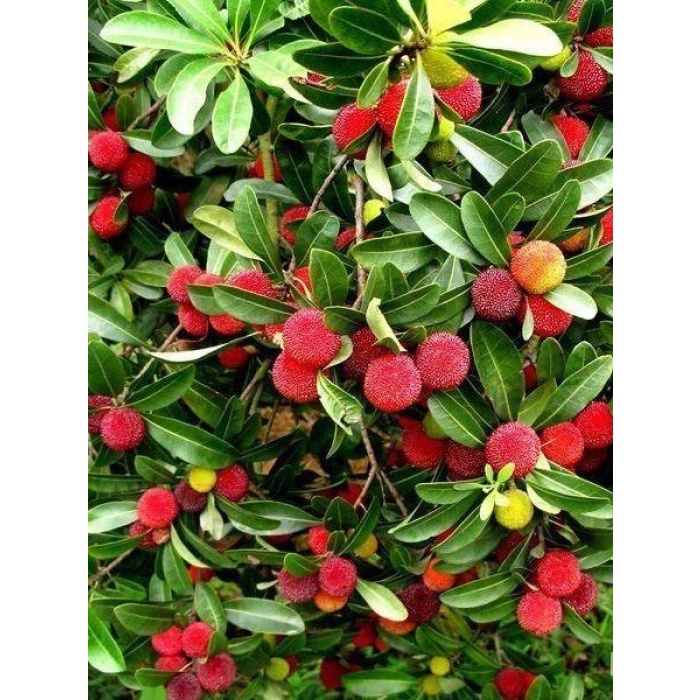 Kocayemiş Dağ Çileği Fidanı Arbutus unedo, 20-40 cm, Saksıda