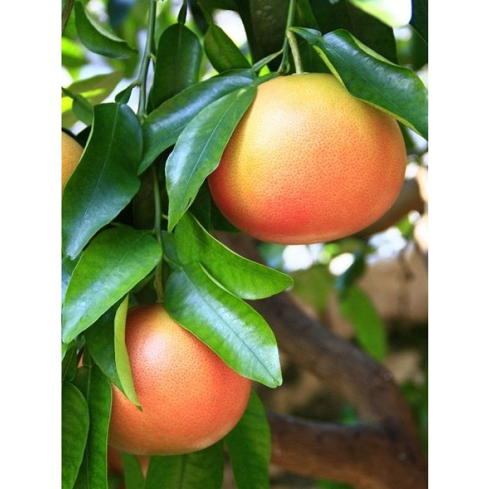 Kan Greyfurt Fidanı( Citrus paradisi)80-100 cm