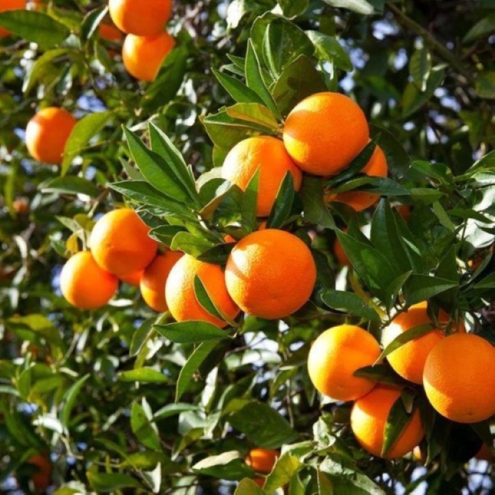 Portakal Fidanı VALENCİA Citrus sinensis Valencia, +120 cm, Tüplü