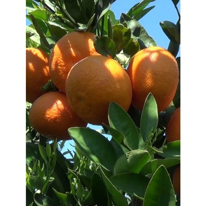 Mandalina Fidanı  (Kıbrıs Mandalinası) Citrus reticulata Ortanique, 60-80 cm, Tüplü