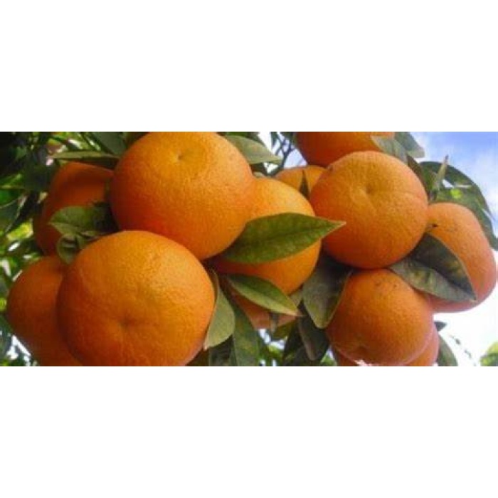 Mandalina Fidanı  (Kıbrıs Mandalinası) Citrus reticulata Ortanique, 60-80 cm, Tüplü