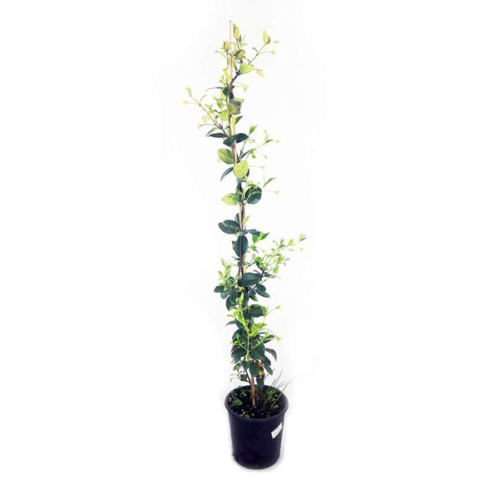 Arap Yasemini fidanı(boy 2 ila2.5 m)