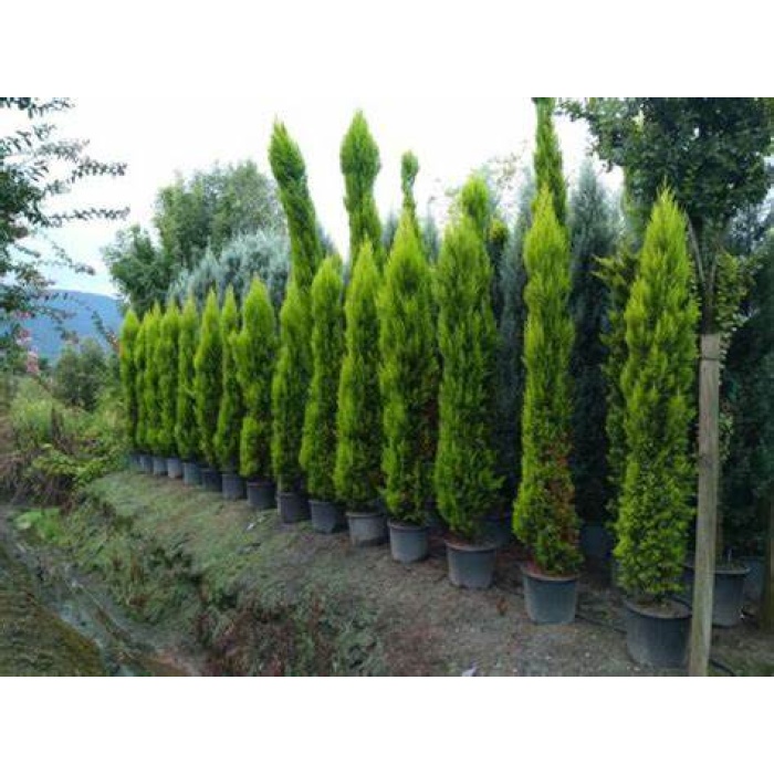 fidanciyiz SAKSILITÜPLÜ 180cm/200cm (Limoni Servi Çam Ağacı)