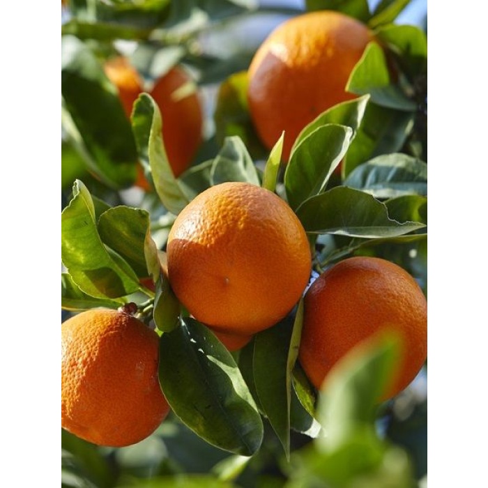 Mandalina Fidanı Citrus reticulata Nova, +120 cm, +3 Yaş, Tüplü